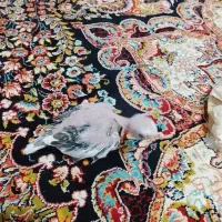 جوجه عروس هلندی دوکت البینو