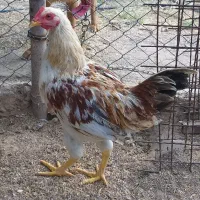 دو عدد خروس ژاپنی سالم