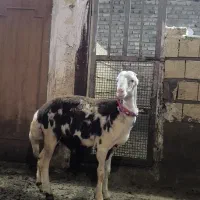 بره قوچ بدون گوش