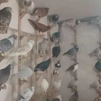 کبوتر رنگی وپلاکی  دورگ