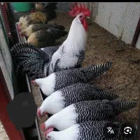 فروش جوجه مرغ و خروس از نژاد های زیبا و اصیل