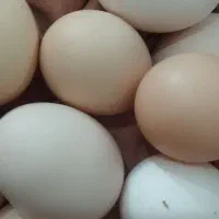 تخم مرغ محلی