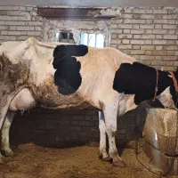 گاو هلیشتاین