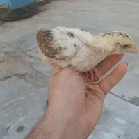 جوجه لاری اصیل
