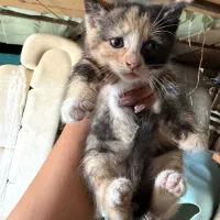 بچه گربه