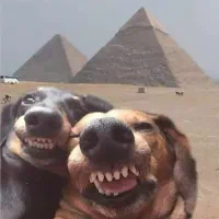 سگ نگه بان جفت سگ بازی گوش