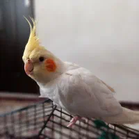 عروس هلندی