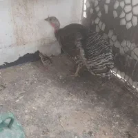 بوقلمون ماده