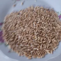 گندم درجه ۱|عمده‌فروشی|بجنورد, |دیوار