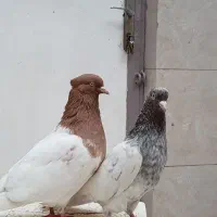 کله سار موشی و زرد هفترنگ درشت