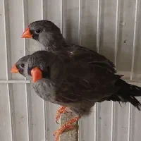 فنچ