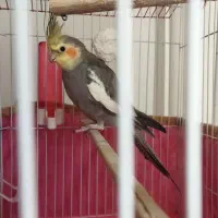 عروس هلندی
