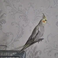 عروس هلندی نر جوان ۸ماهه