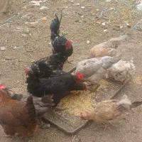 مرغ وخروس