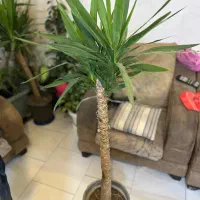 گیاه آپارتمانی لیندا سانسرویایوکا دیفن باخیا گل