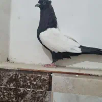 3عدد ماده