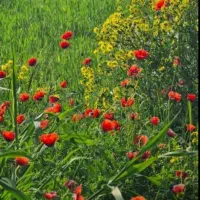 فروش-مزارع-قوم-تپه-قره-گول-نظرلو-با-آب-ساعتی