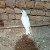 طاقی