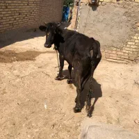گاو