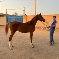 اسب|اسب و تجهیزات اسب‌سواری|اشکذر, |دیوار