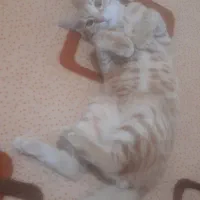 واگذاری گربه