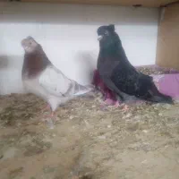 کفتر سرور ،دوبالی