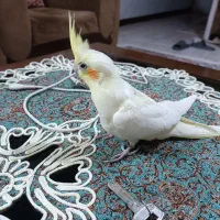 عروس هلندی