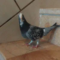 تعدادی ماده