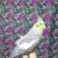 پرنده
