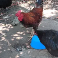 ۲عدد خروس چهل تاج سفید خالص و قرمز