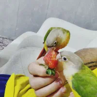دوتا گرینجیک فول دستی تو خونه ازادن ۵ماهه