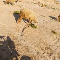 سلام یک عدد گوسفند 4ماه ابستن
