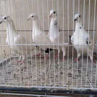 کفتر سار قلدر