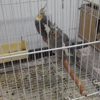 پرنده