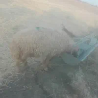 بره قوچ سجابی