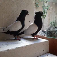 جفت سینه سیاه دوکت سفید.کفتر کبوتر
