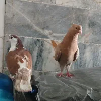 کفتر