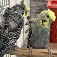 مرغ عشق پروانه ای جفت رنگ خاص