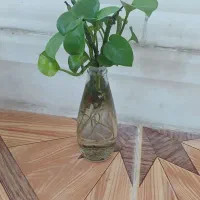 فروش گل وگلدون