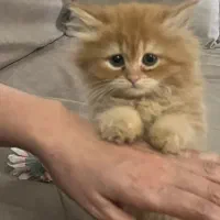 دو گربه اسکاتیش گلد و پرشین ۲ ماهه