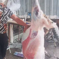 دام سبک سنگین  ...و قصاب