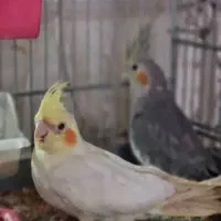 عروس هلندی خیلی زبیا.