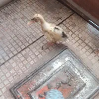 جوجه اردک