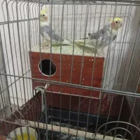 یک جفت عروس هلندی