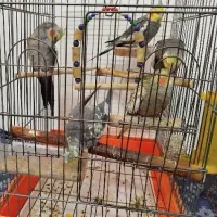 یک جفت عروس هلندی با سه تا جوجه هاش