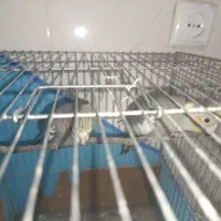 عروس هلندی