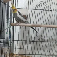 عروس هلندی با قفس