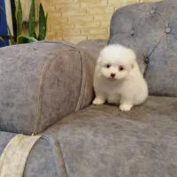 پامرایین اورجینال ۲ماهه خرسی * ‌