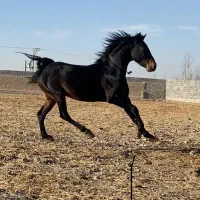 کشش اسب درجه یک باخط خونی فوق العاده
