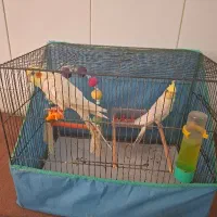 عروس هلندی نر